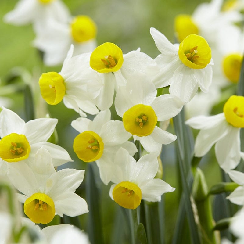 Narcissus canaliculatus Flower Bulbs