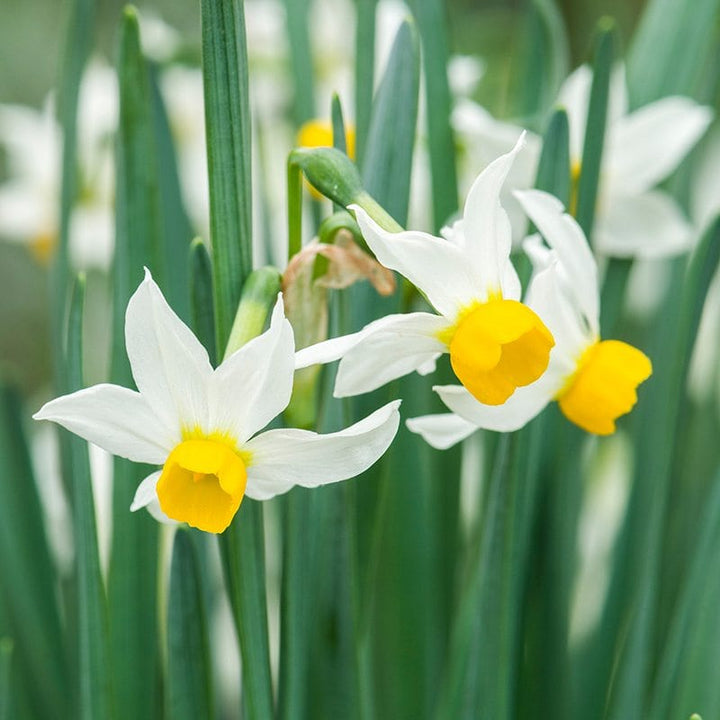 Narcissus canaliculatus Flower Bulbs