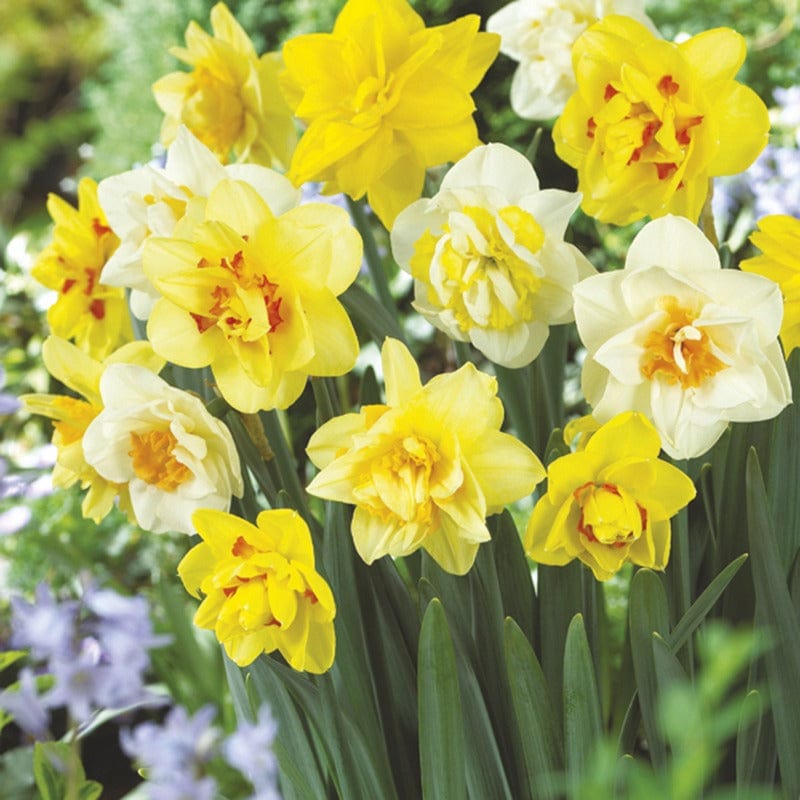 Narcissus Double Mixed Flower Bulbs