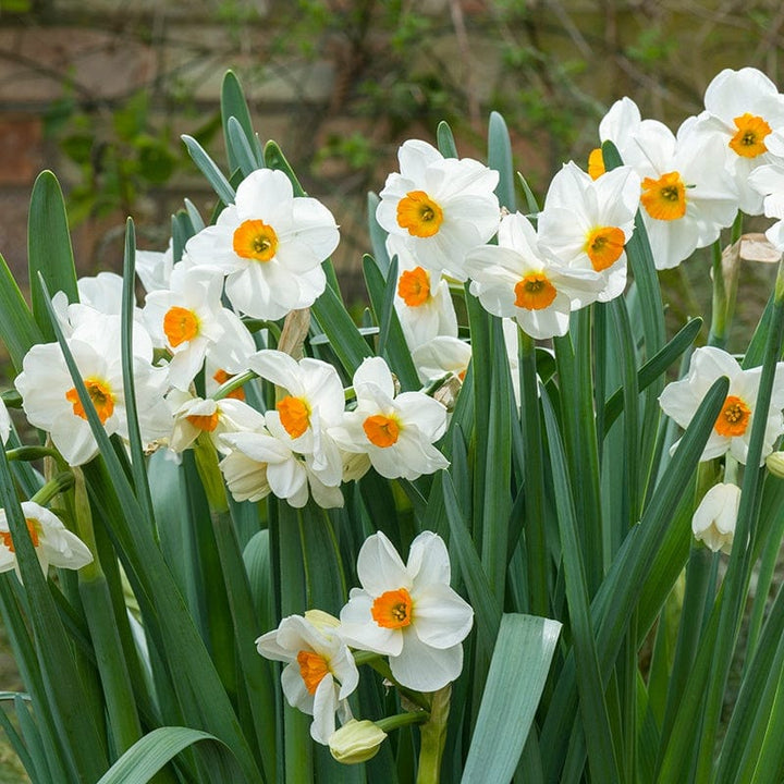 Narcissus Geranium AGM Flower Bulbs