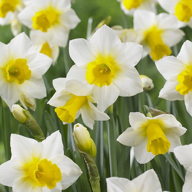 Narcissus Golden Echo Bulbs