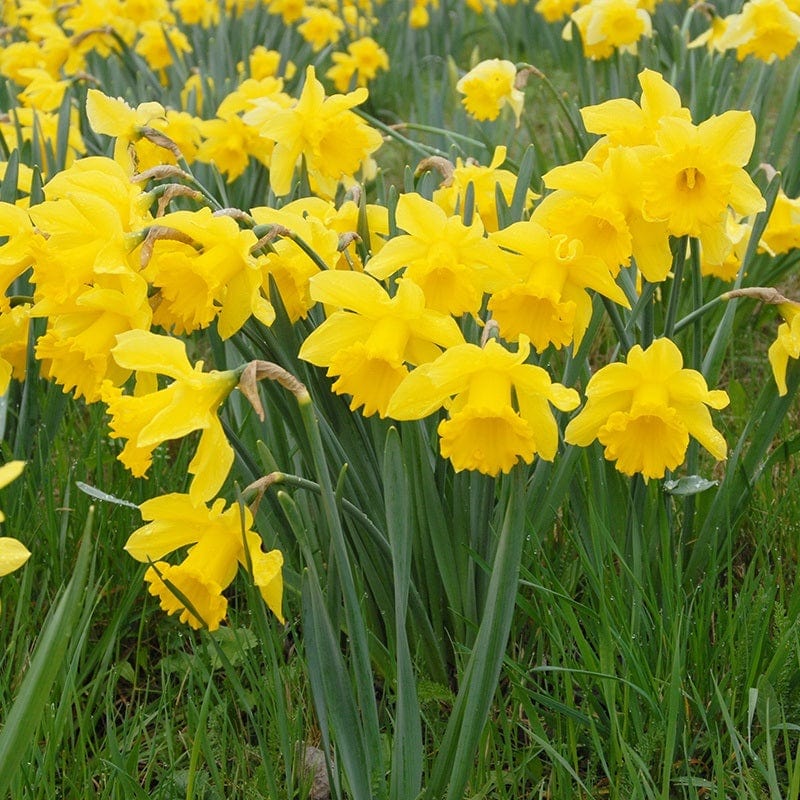 Narcissus Golden Trumpet Flower Bulbs