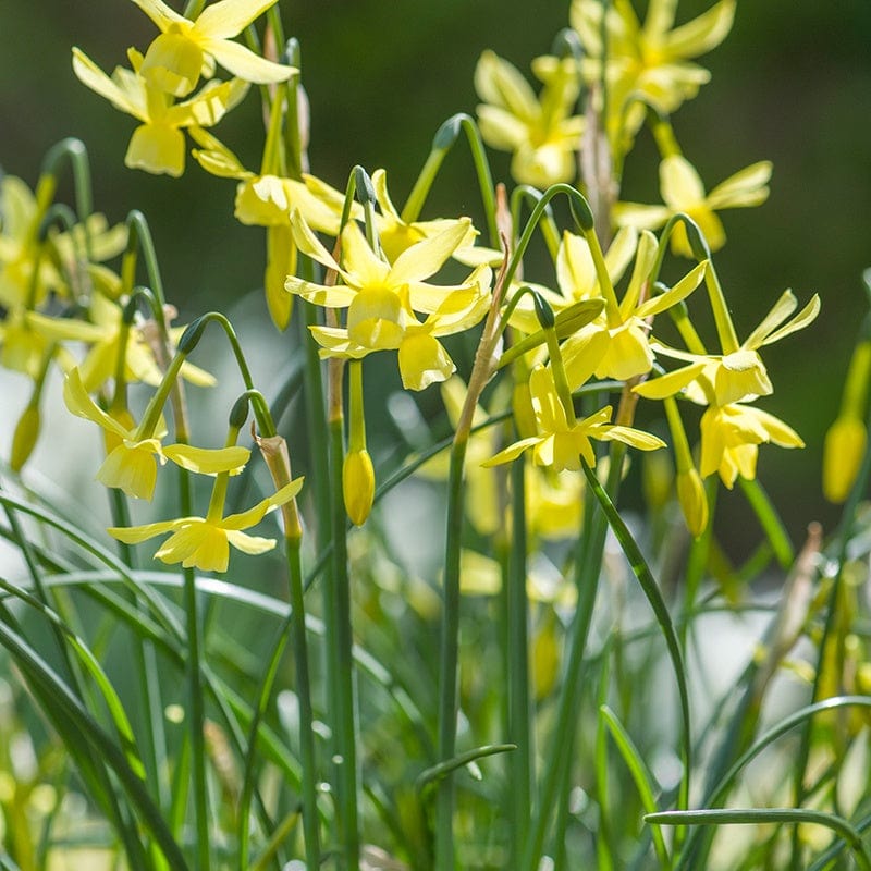 Narcissus Hawera Flower Bulbs