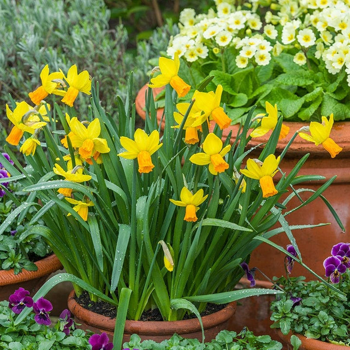 Narcissus Jetfire Flower Bulbs