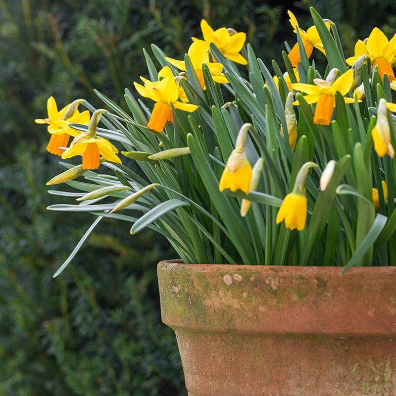 Narcissus Jetfire Flower Bulbs