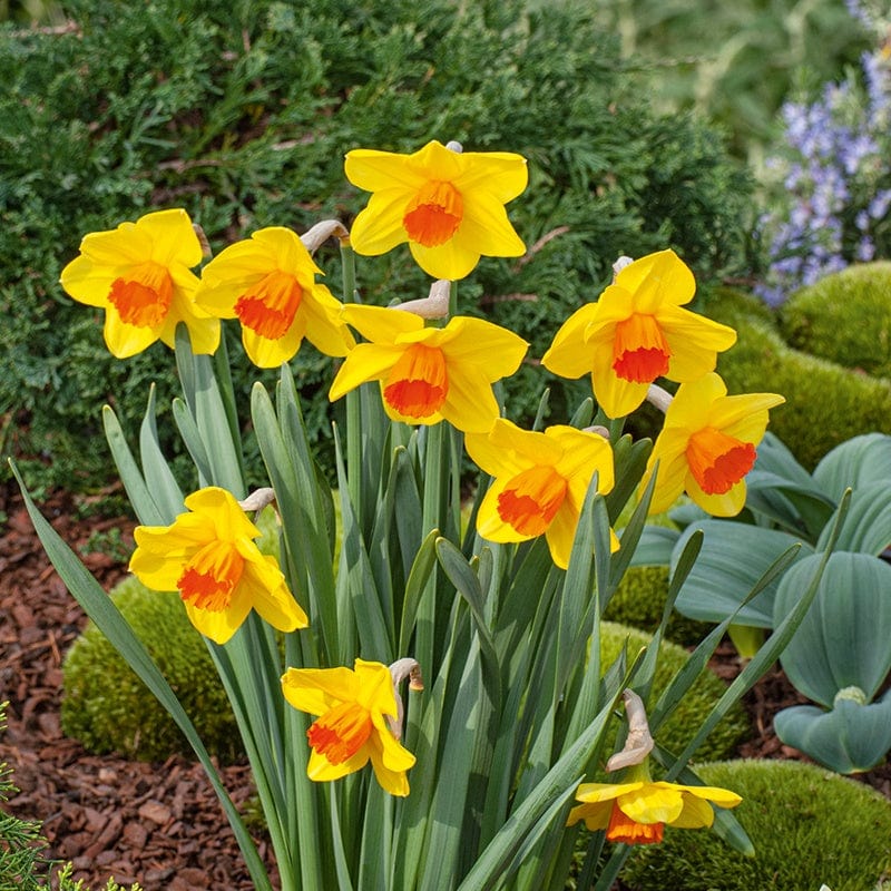 Narcissus Juanita Flower Bulbs