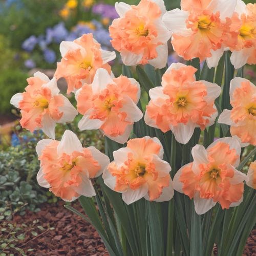 Narcissus Mariner
