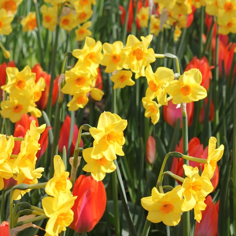 Narcissus Martinette Bulbs