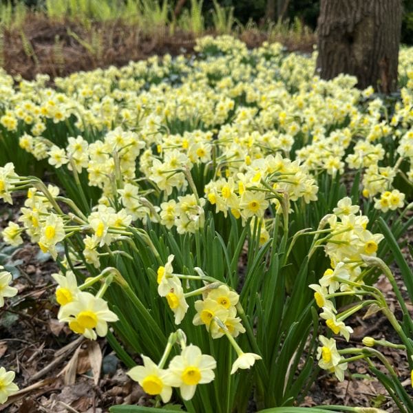 Narcissus Minnow Flower Bulbs