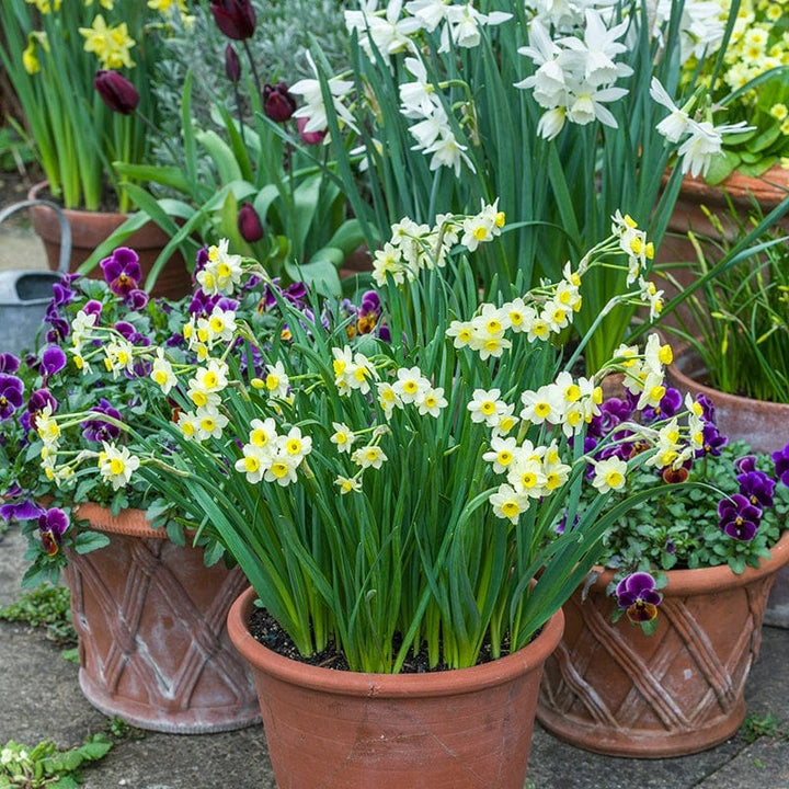 Narcissus Minnow Flower Bulbs