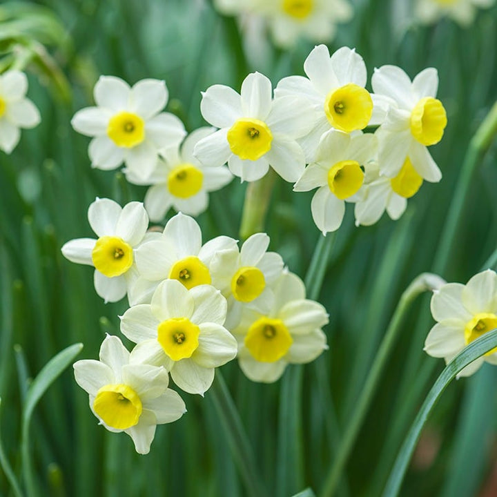 Narcissus Minnow Flower Bulbs