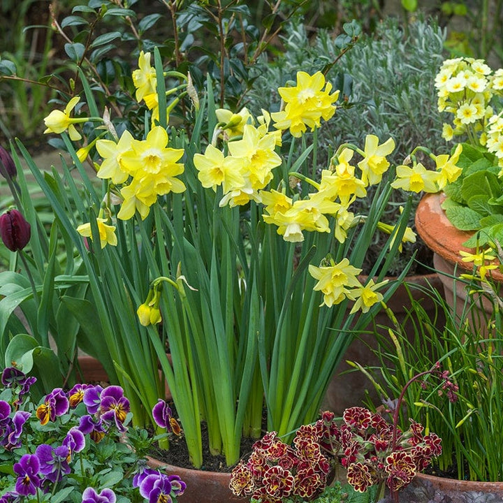 Narcissus Pipit Flower Bulbs