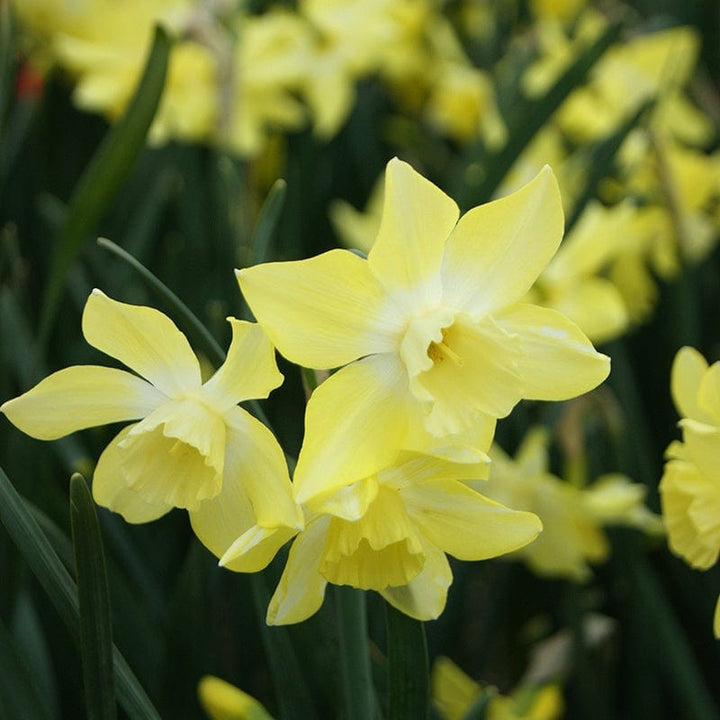 Narcissus Pipit Flower Bulbs