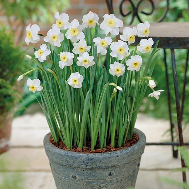 Narcissus Segovia Flower Bulbs