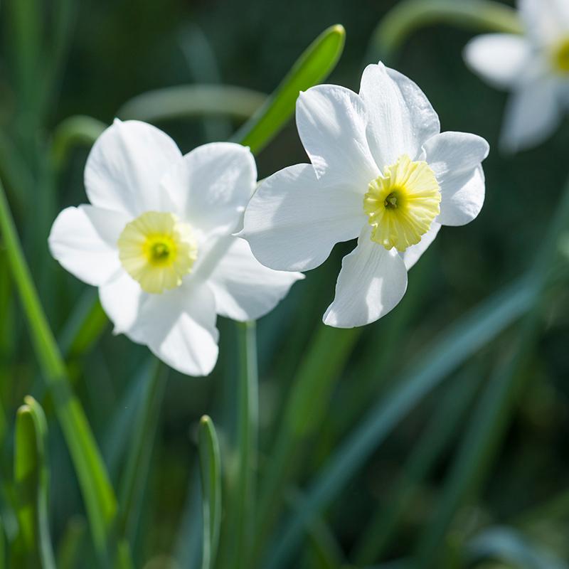 Narcissus Segovia Flower Bulbs