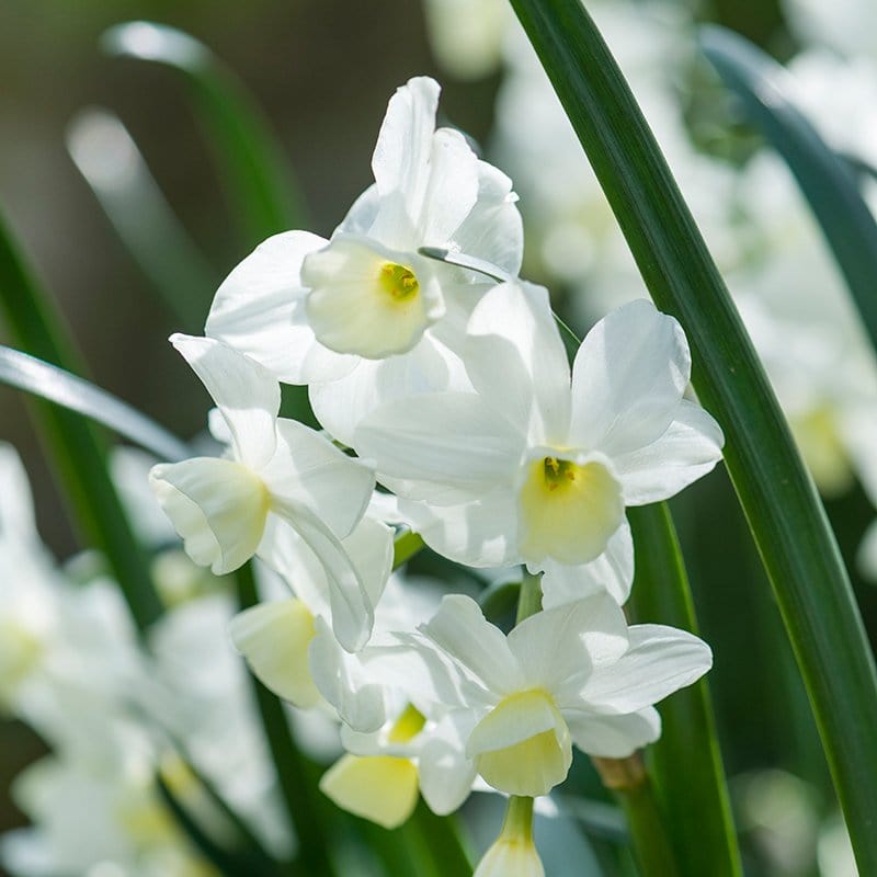 Narcissus Silver Chimes Flower Bulbs