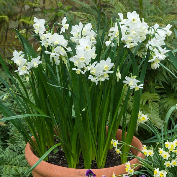 直営店に限定 Flower Chimes Silver Narcissus Bulbs Johnsons | ベスト/ジレ