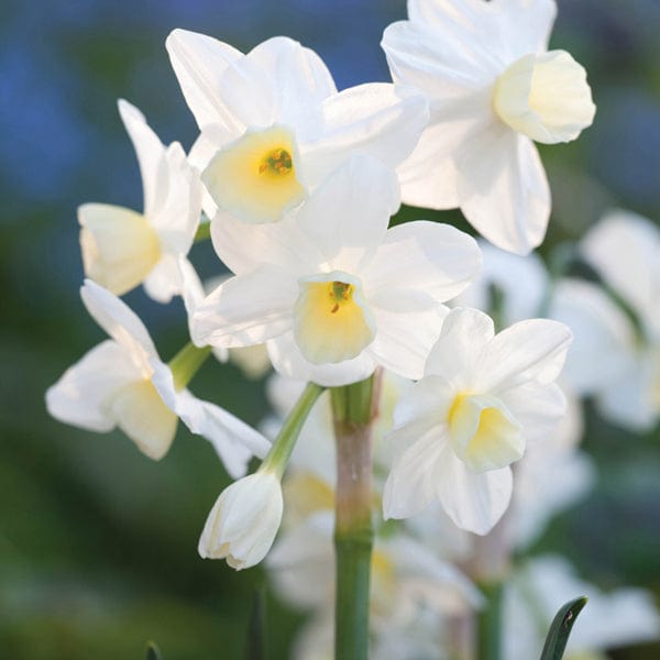 Narcissus Silver Chimes Flower Bulbs