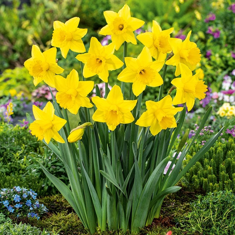 Narcissus Tamara Flower Bulbs