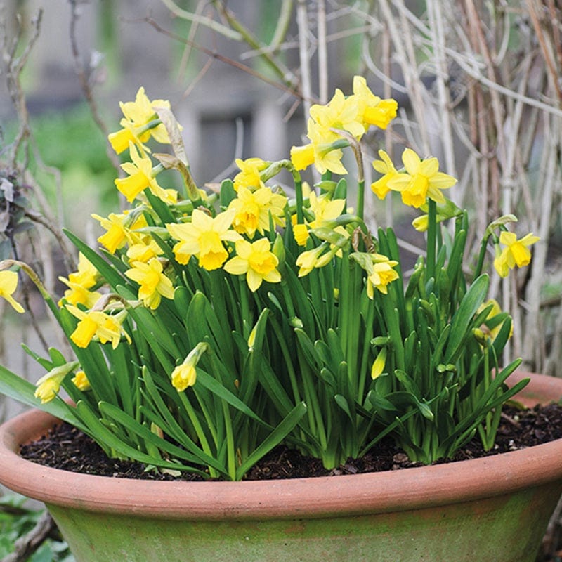 Narcissus Tête à Tête Flower Bulbs