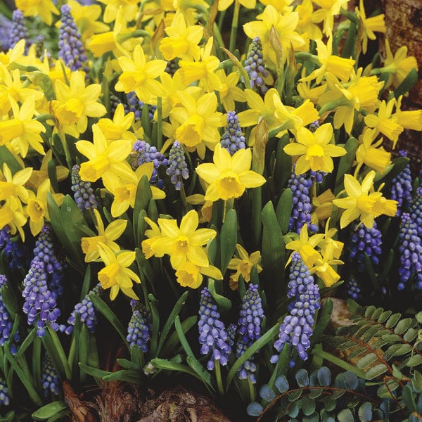 Narcissus 'Tête-à-tête' + Muscari armeniacum