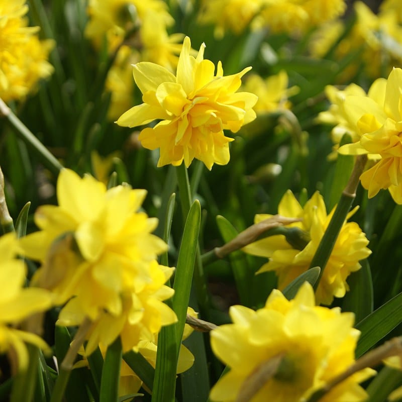 Narcissus Tête Bouclé Flower Bulbs