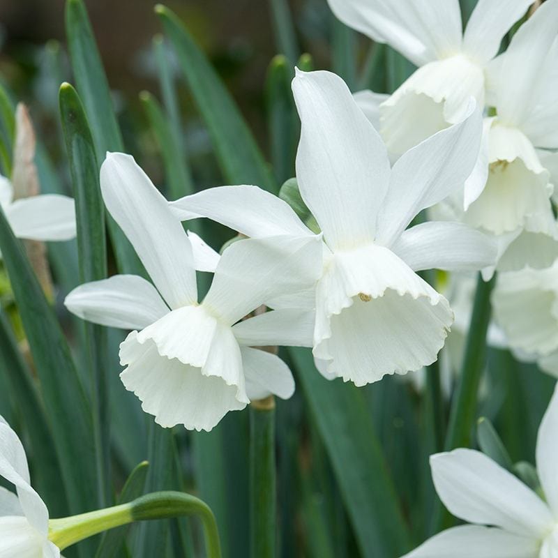 Narcissus Thalia Flower Bulbs