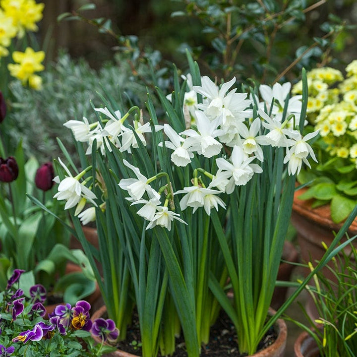 Narcissus Thalia Flower Bulbs