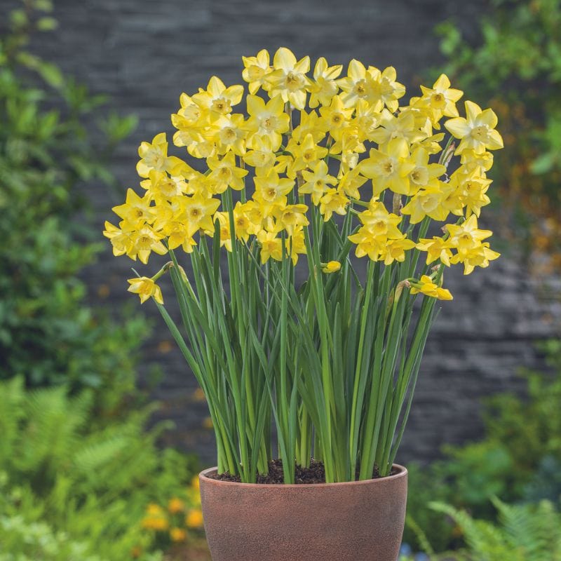 Narcissus Verdin