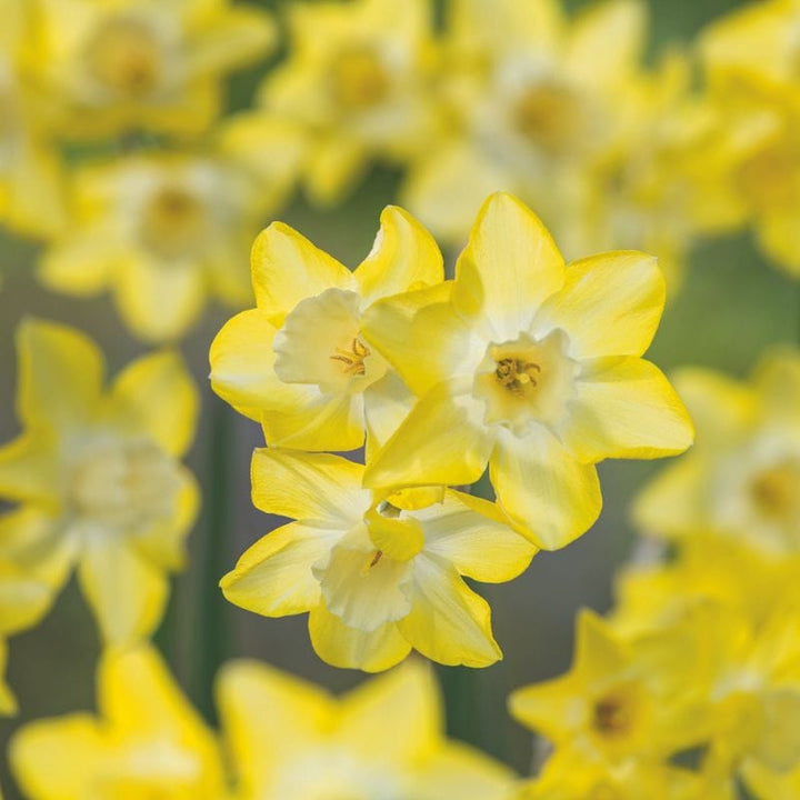 Narcissus Verdin