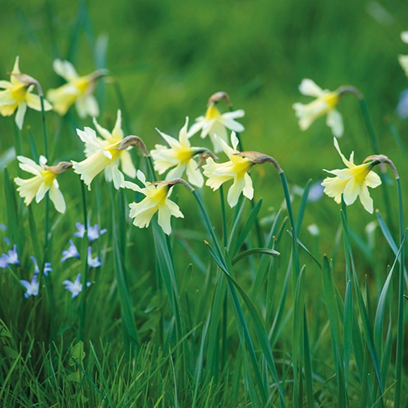 Narcissus W. P. Milner Bulbs