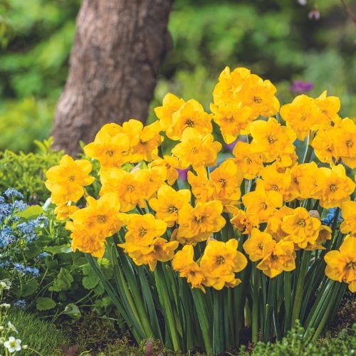 Narcissus Yellow Parrot