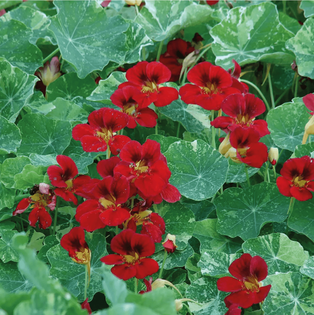 Nasturium Red Troika Seeds