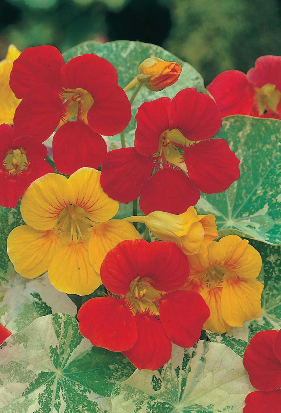 Nasturtium Alaska Mixed Seeds