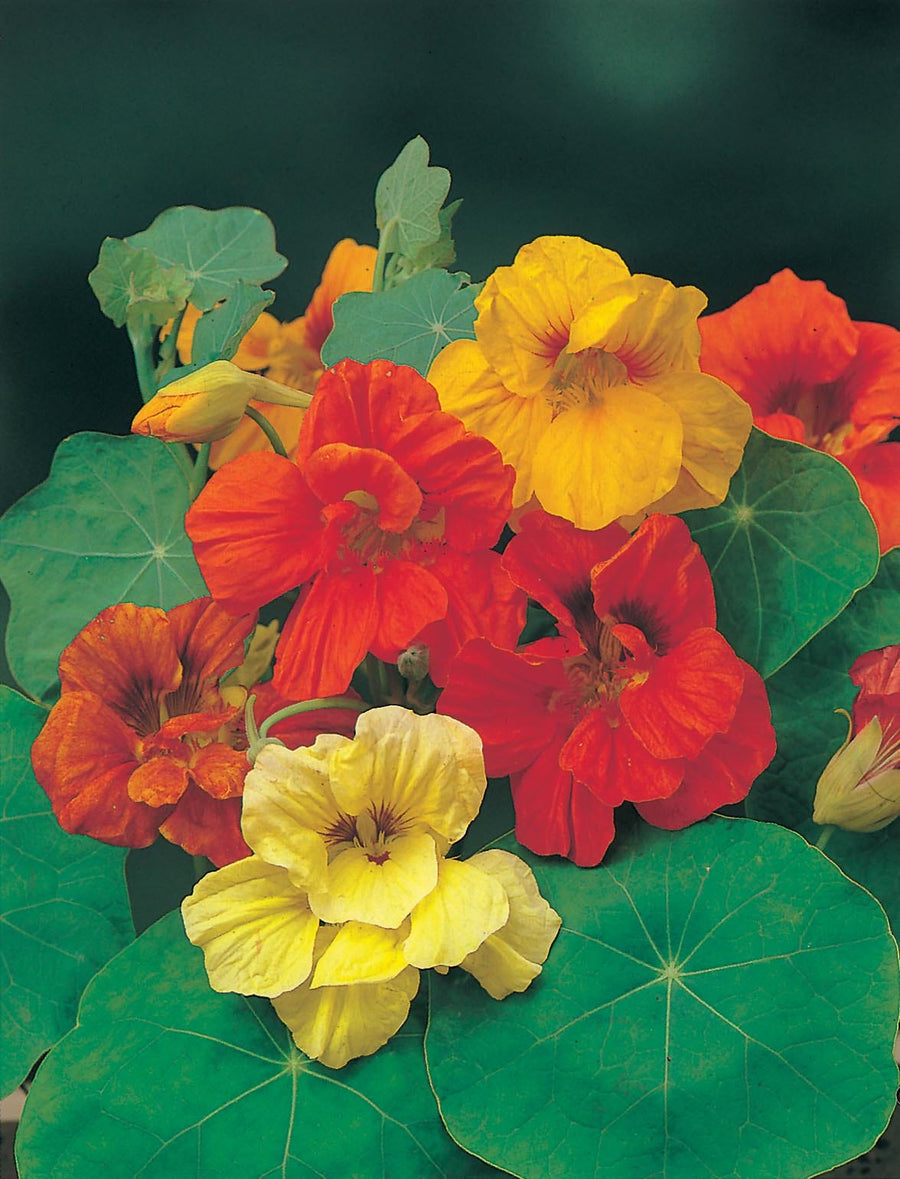 Nasturtium Gleam Mixed Seeds