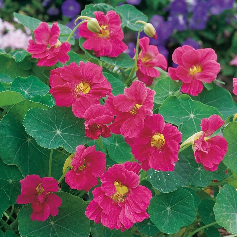 Nasturtium Jewel Cherry Rose