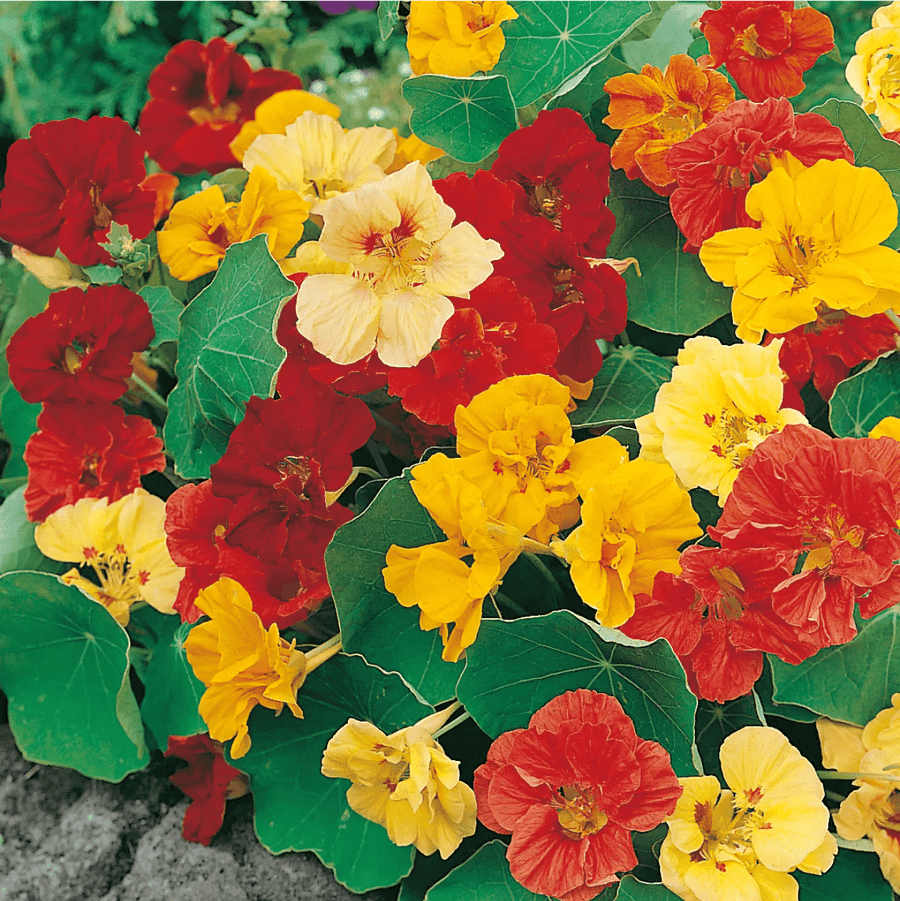 Nasturtium Jewel Mixed Seeds