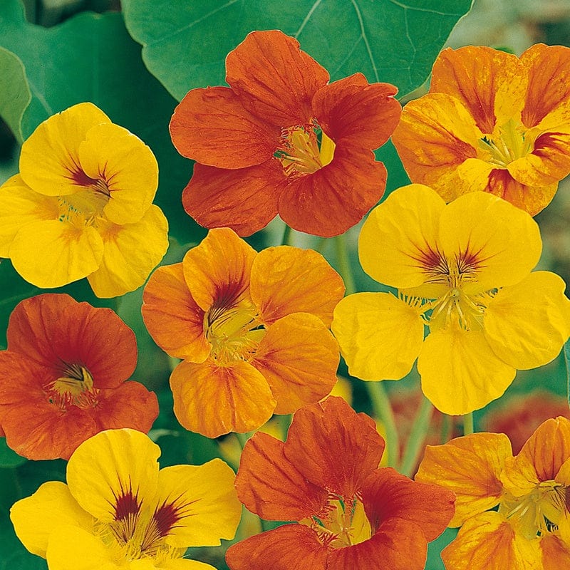 Nasturtium Tom Thumb Mixed