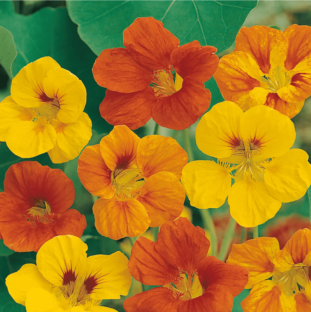 Nasturtium Tom Thumb Mixed Seeds