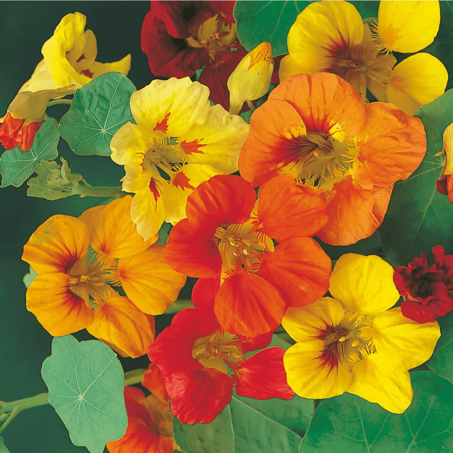 Nasturtium (Trailing) Single Mixed Seeds