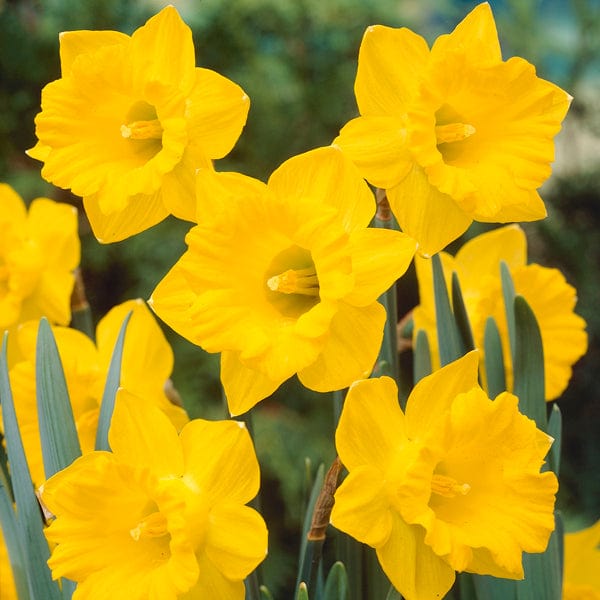 Native Daffodils 'in the green'