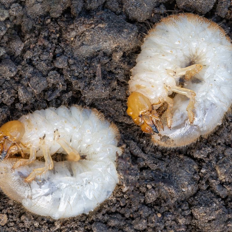 NemaKnights™ Nematodes All Purpose Biological Chafer Grub and Vine Weevil Control