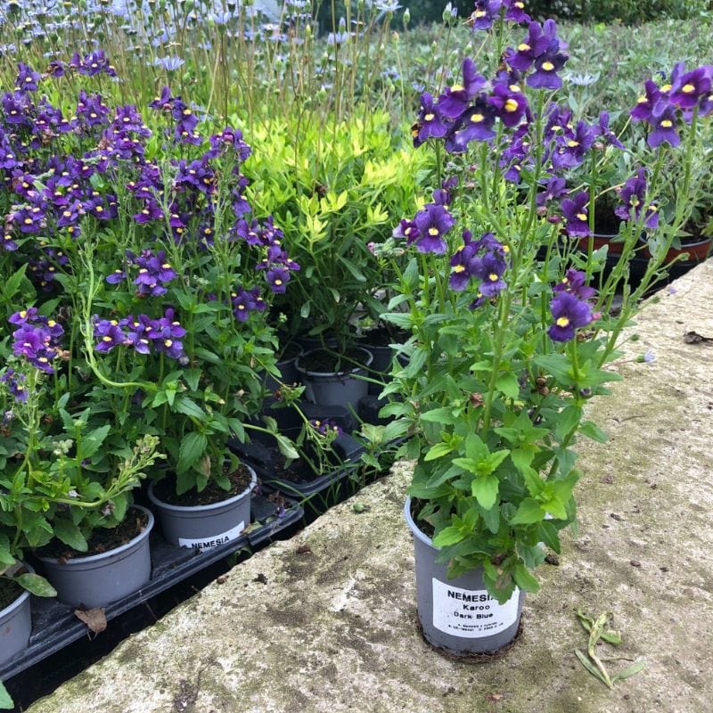 Nemesia Karoo Dark Blue