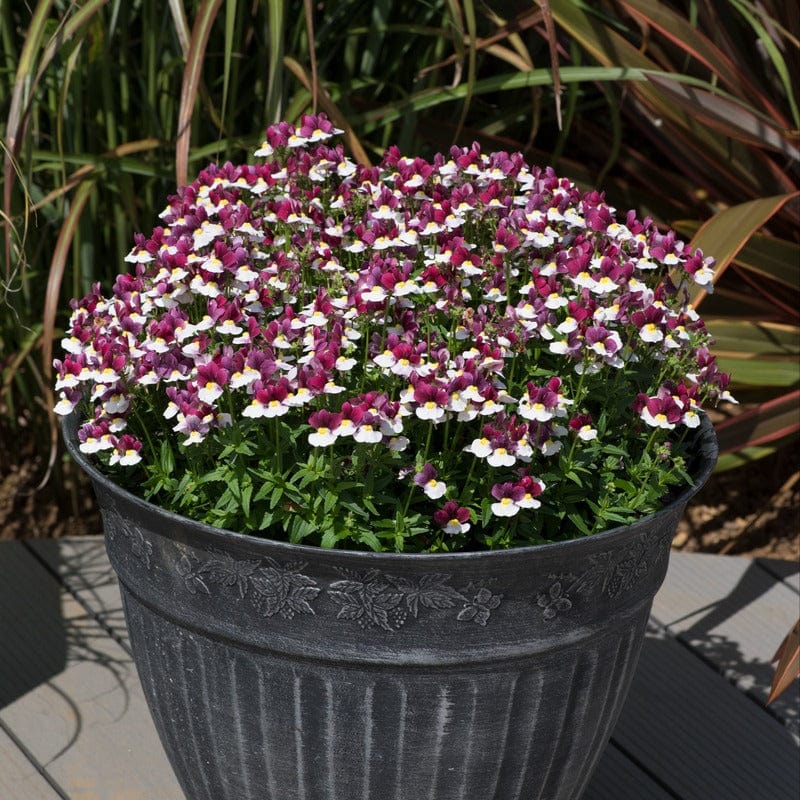 Nemesia Lady Emma
