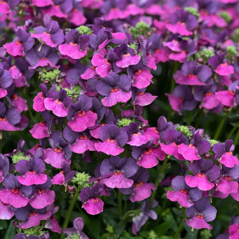 Nemesia Lady Lisa