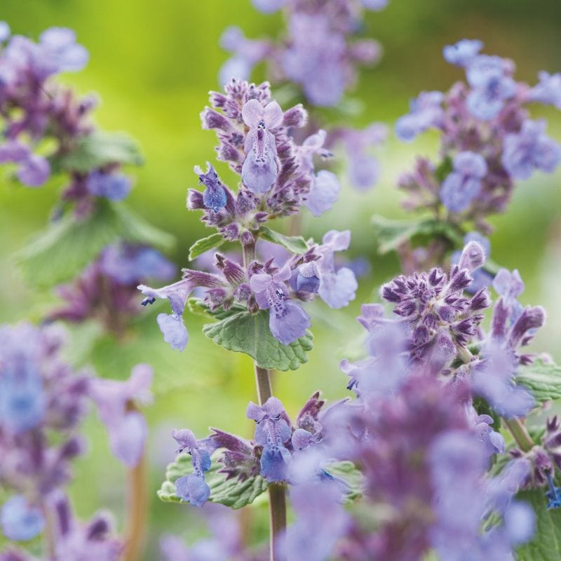 Nepeta Mussinii