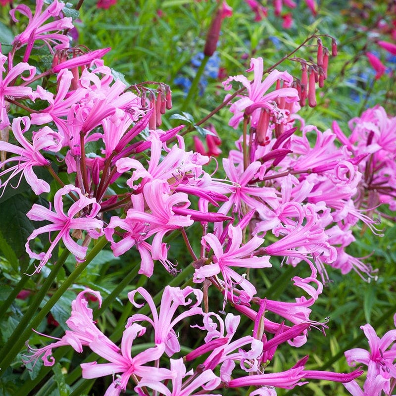 Nerine bowdenii