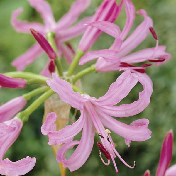 Nerine bowdenii