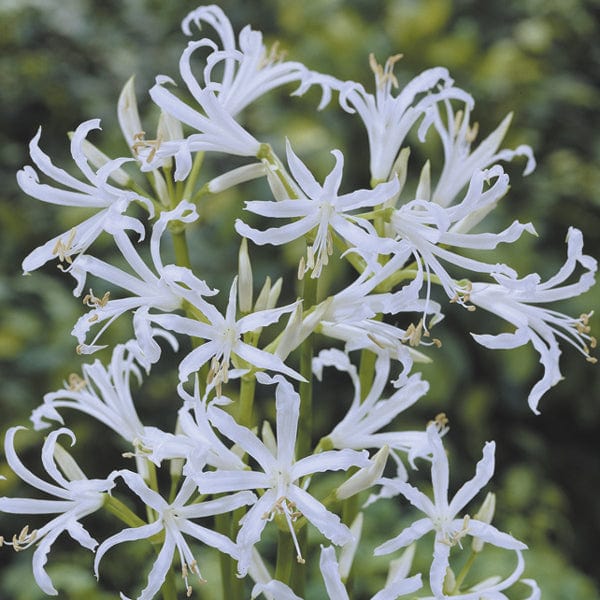 Nerine bowdenii Alba