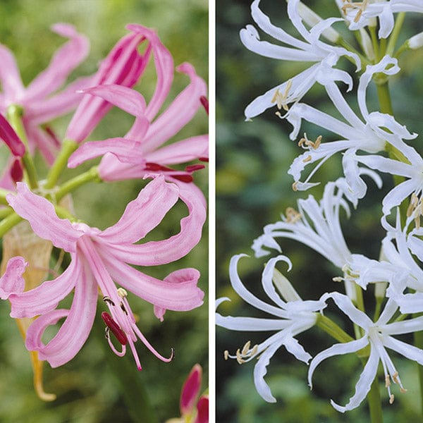 Nerine Collection